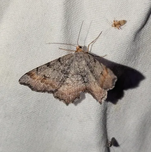 Macaria adonis