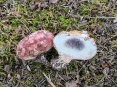 Potato Earthball thumbnail 1