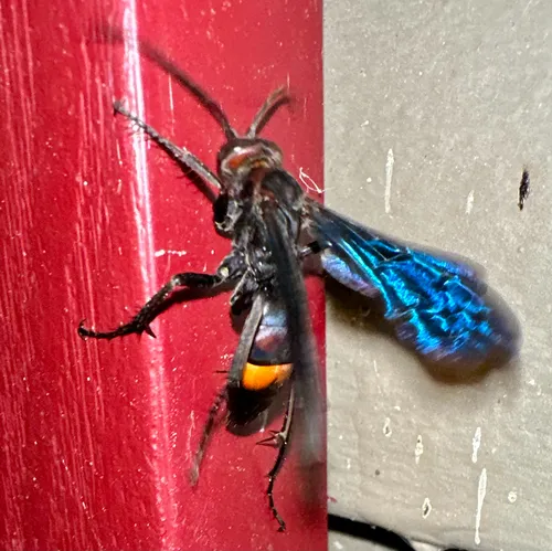 Poecilopompilus algidus