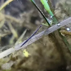 Hydrometra martini thumbnail 1