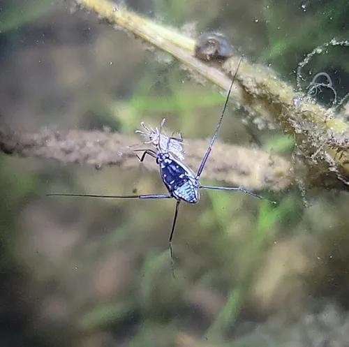 Trepobates subnitidus