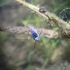 Trepobates subnitidus thumbnail 1