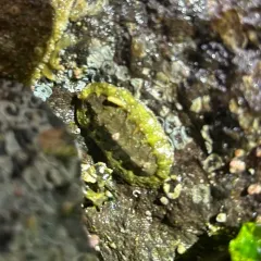 Gould's baby chiton thumbnail 3