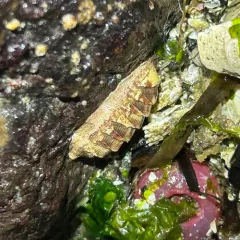 Merten's Chiton thumbnail 3