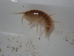 Northern Spring Amphipod thumbnail 2