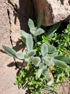 Greene's hawkweed thumbnail 3