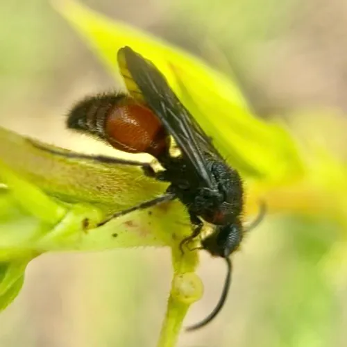 Pseudomethoca sanbornii