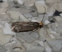 Glyphidocera lithodoxa thumbnail 3