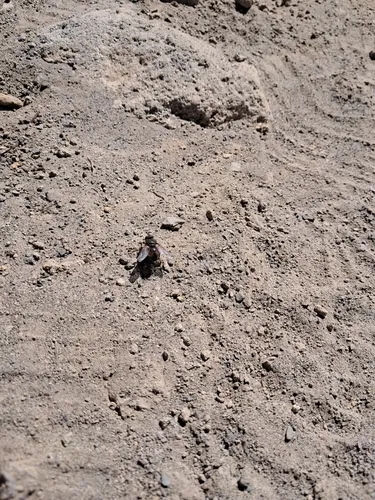 Peleteria rubescens