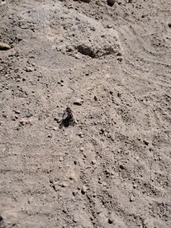 Peleteria rubescens thumbnail 1