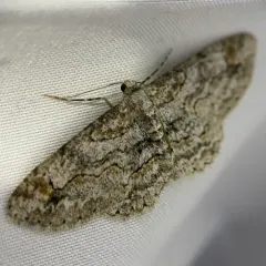 Iridopsis emasculatum thumbnail 4