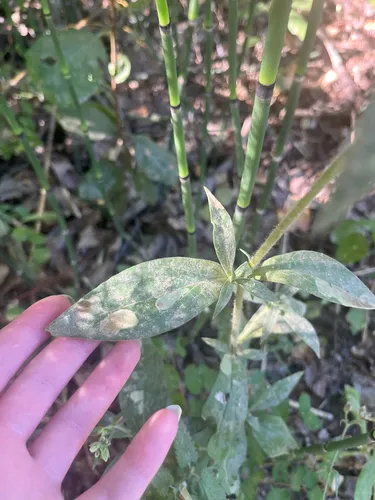 Erysiphe buhrii