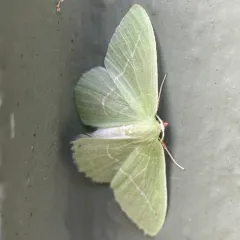 Single-lined Emerald thumbnail 4