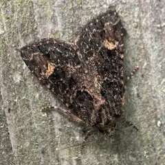 Rusty Shoulder Knot Moth thumbnail 4
