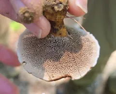 Coltricia montagnei thumbnail 3