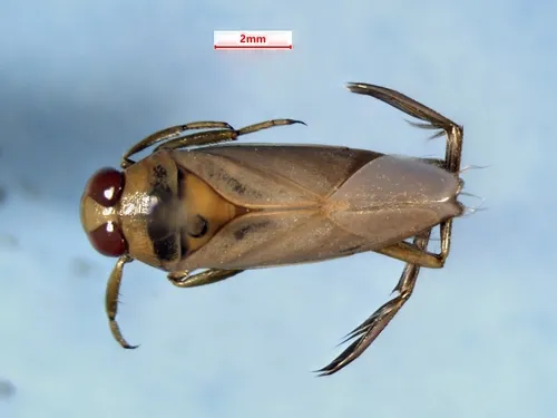 Notonecta lunata