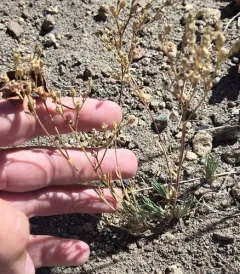 Crater Lake Sandwort thumbnail 4