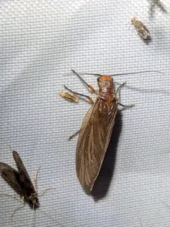 Protosialis americana thumbnail 3