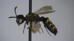 Cerceris vanduzeei thumbnail 2