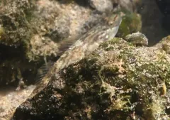 Brown Amur Goby thumbnail 3