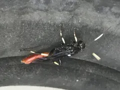 Ichneumon devinctor thumbnail 1