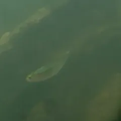 American Shad thumbnail 4