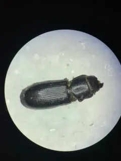 Twisted Bark-gnawing Beetle thumbnail 4