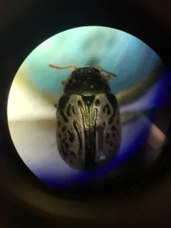 Calligrapha suturella thumbnail 2