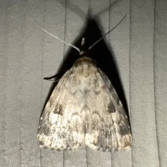 Masked Parahypenodes thumbnail 4