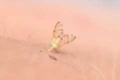 Tomoplagia obliqua thumbnail 3