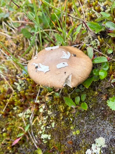 Greenland Ringless Amanita