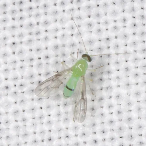 Stilobezzia viridis
