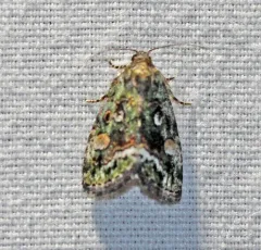 Small Mossy Glyph thumbnail 2