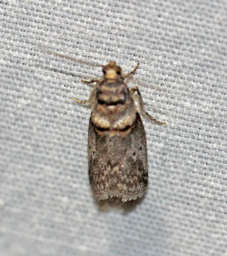 Hickory Shoot Borer Moth