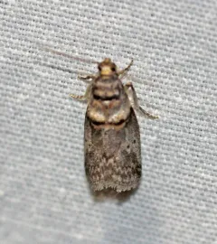 Hickory Shoot Borer Moth thumbnail 1