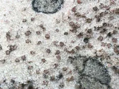 Hymenelia epulotica thumbnail 3
