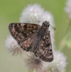 Mottled Duskywing thumbnail 4