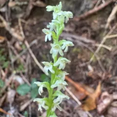 Whiteflower Rein Orchid thumbnail 3