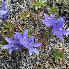 Olympic Bellflower thumbnail 3