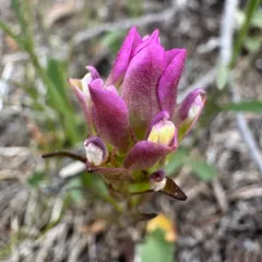 mountain owl's clover thumbnail 4