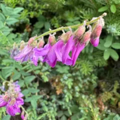 Western Sweet-vetch thumbnail 4