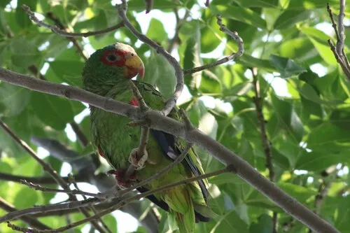 White-fronted Amazon
