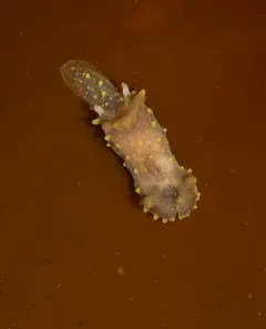 Rim-backed Nudibranch thumbnail 4
