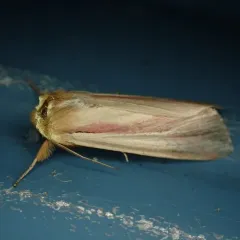 Pink Streak Moth thumbnail 4