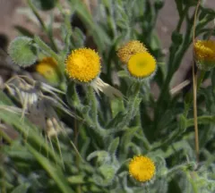 rayless shaggy fleabane thumbnail 2