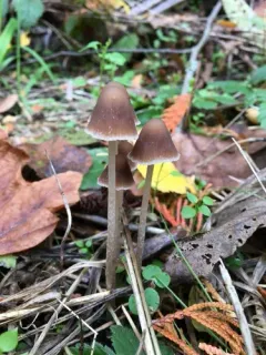 Psathyrella gracilis thumbnail 1