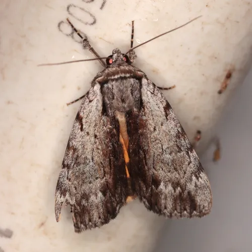 Graceful Underwing
