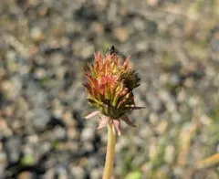 Pink Dandelion thumbnail 1