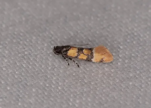Small Decantha Moth