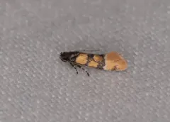 Small Decantha Moth thumbnail 1